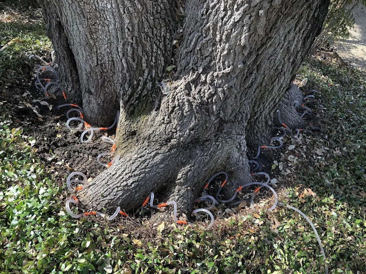 Detailed Tree Cabling and Bracing job site in Scheller