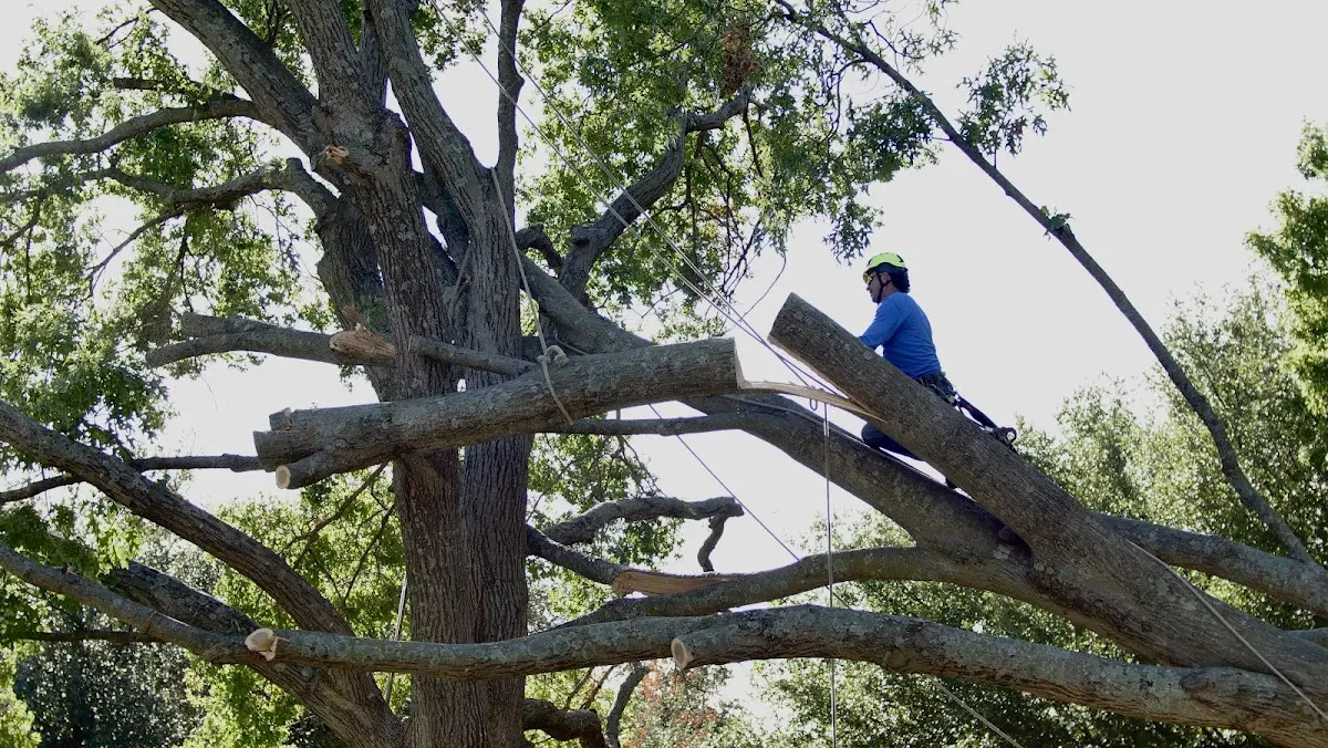 Professional Hazardous Tree Removal performed by certified arborists in Scheller